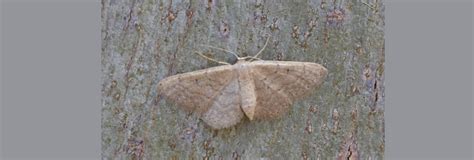 Idaea Obsoletaria Geometridae Butterflies Of Crete