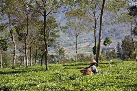 Foto Kebun Teh Tambi Wonosobo Harga Tiket Jam Buka Dan Aktivitas