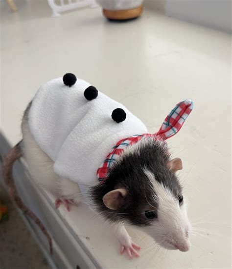 FYI, the petsmart bearded dragon costumes fit fat rats:). : r/RATS