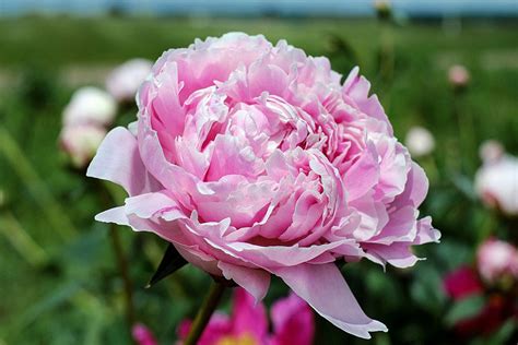 Peonies How To Plant Grow And Care For Peony Plants