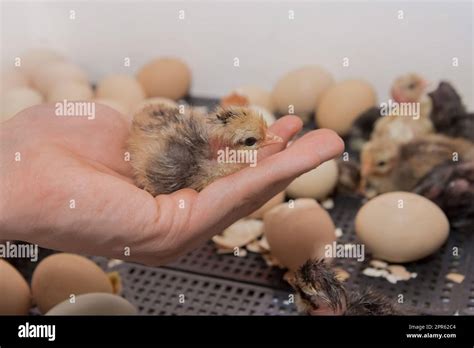 Farmer S Hand Close Up Holding Small Cute Fluffy Chicken Chick Against