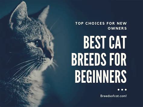 Best Cat Breeds for Beginners: Top Choices for New Owners - Breeds of Cat