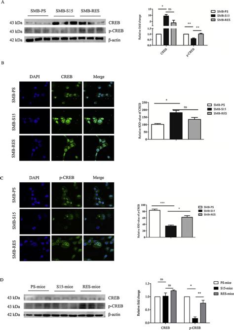 The Levels Of Creb And P Creb Before And After Removal Of Prp Sc In