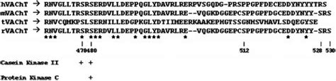 Sequence Of The COOH Terminal Cytoplasmic Domain Of VAChT From Various