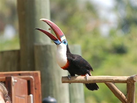 The Online Zoo - White-throated Toucan