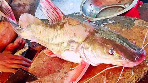 Amazing Big Ayer Fish Cutting Live In Fish Market Fish Cleaning