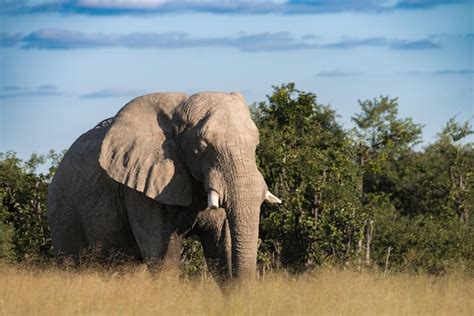 Premium Photo Beautiful Bull Elephant With Tusks Walking Through