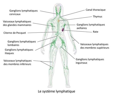 Le Systeme Lymphatique Terr Harmonie Une