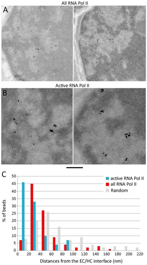 A Rod Nuclei Immunogold Labelled With Antibodies Directed Against The