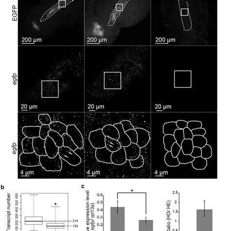 Expression Analysis Of Two Different Genes Using Whole Mount Smfish