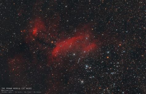 Ic Prawn Nebula Harrisoncrisp