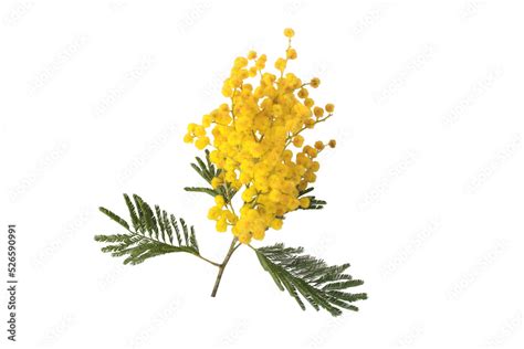 Acacia Yellow Fluffy Balls And Leaves Mimosa Spring Flowers Isolated