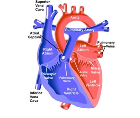 Chapter 20 Flashcards Quizlet