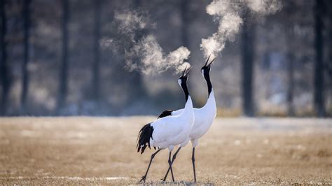 Bing Hd Wallpaper Dec Two Red Crowned Cranes In Kushiro