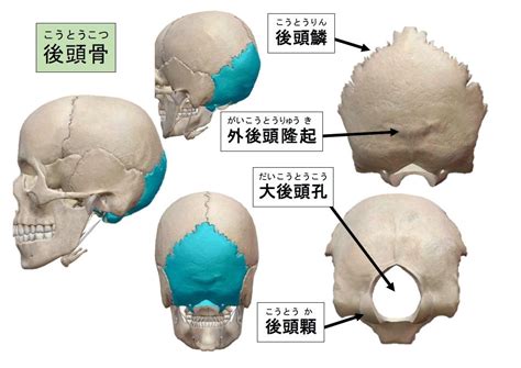 全身の骨格 － 頭蓋骨（脳頭蓋） 名古屋市西区の椎間板ヘルニア・腰痛整体 Aandk Therapy Studio