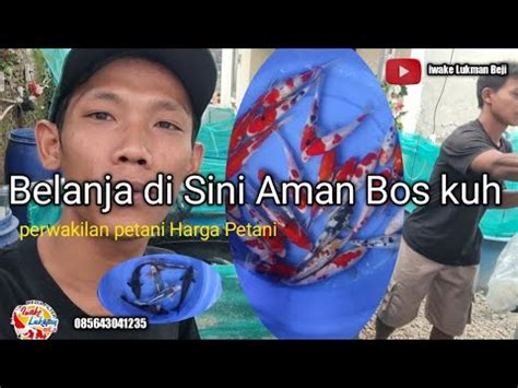 Harga Ikan Koi Musim Kemaro Makin Joss Youtube