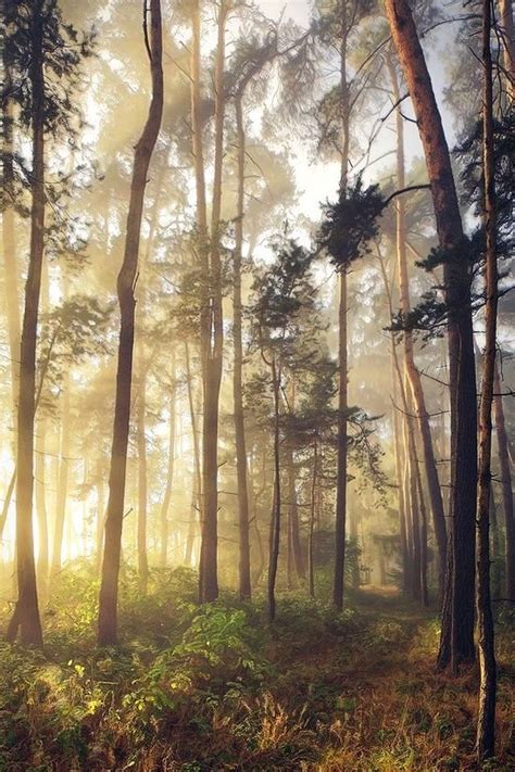 20 Forest Photography Ideas For Your Inspiration • Inspired Luv