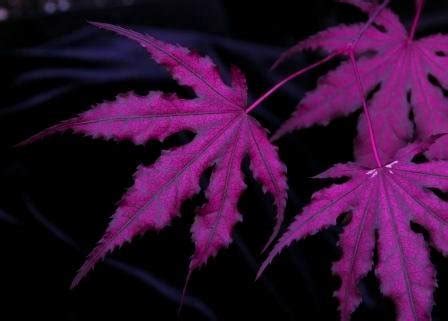 Best Purple Japanese Maple Tree