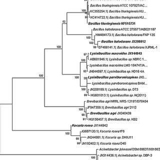 Phylogenetic Tree Constructed For The Isolates Using Neighbor Joining