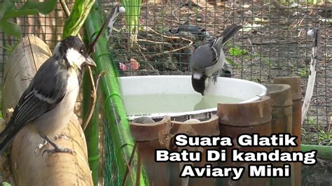 Suara Burung Glatik Batu Di Aviary Mini Dan Aktivitas Nya Youtube