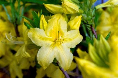 Azalea Anneke Deciduous Litre Stewarts Garden Centre