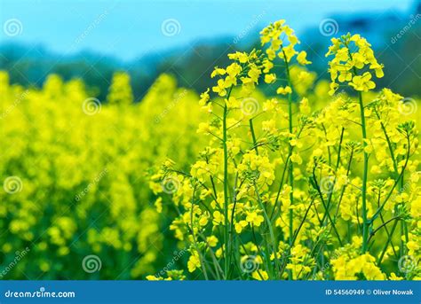 Canola stock image. Image of farming, germany, replenishable - 54560949