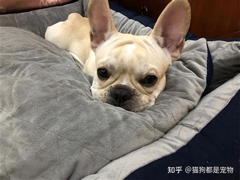 过来人告诉你，千万不要随便养法斗犬，除非你能忍受这6大弊端 知乎