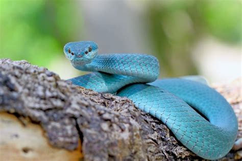 Premium Photo Blue Insularis Pit Viper Snakes Trimeresurus Albolabris