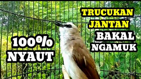 Suara Burung Trucukan Gacor Memanggil Lawan Pancingan Trucukan Betina