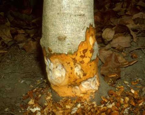 Collar Rot Phytophthora Citricola Wood Staining