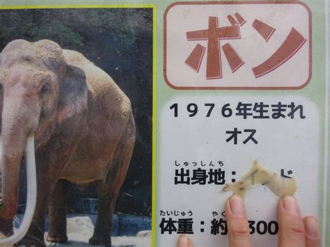 ゾウの爪切りこぼれ話｜ブログ金沢動物園公式サイト｜公益財団法人 横浜市緑の協会