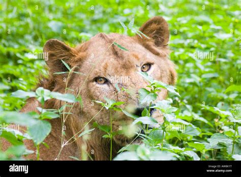 A Lion Hiding In The Long Grass Of An Indian Safari Park Reserve Stock