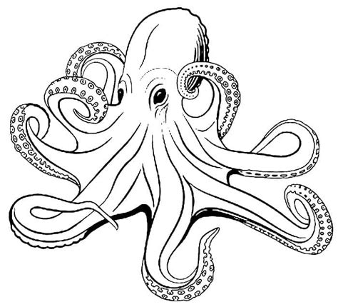 Dibujos De Pulpo Imprimible Para Colorear Para Colorear Pintar E