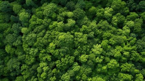 Premium AI Image | a green forest with a bird's eye view