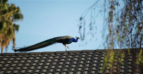 Hear In Socal The Peacocks Of Arcadia Laist Npr News For Southern