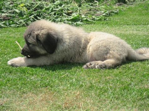 Caucasian Shepherd Puppies For Sale | Houston, TX #265053