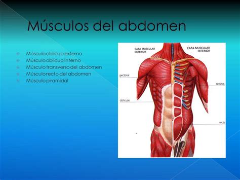 Músculos Del Abdomen Definición Anatomía Función Dolor Y Mucho Más