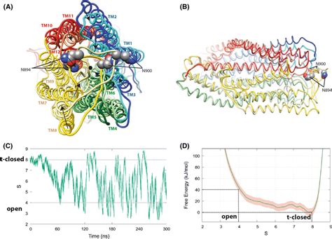 Models Of The Cftr Open And T Closed Forms After Metadynamics