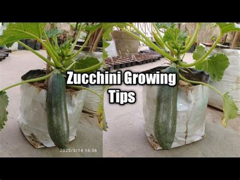 Growing Zucchini In Containers I Zucchini Squash Growing Tips I