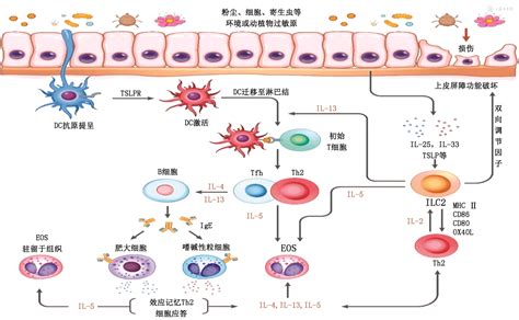 2型炎症性疾病机制及靶向治疗专家共识