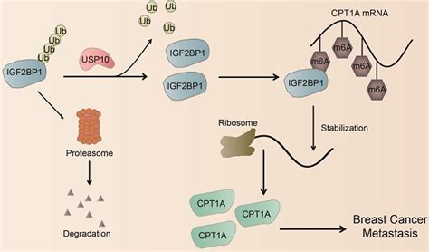 Stabilization Of Igf2bp1 By Usp10 Promotes Breast Cancer Metastasis Via