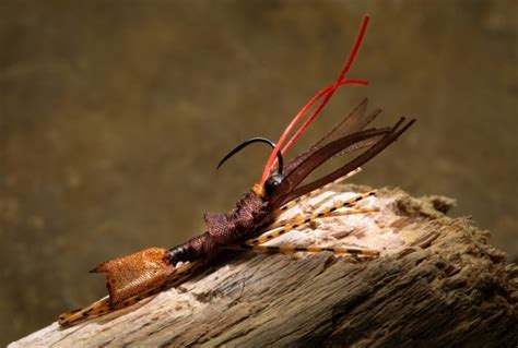 Little Yellow Sloan Stonefly Nymph Global Flyfisher