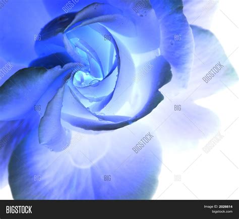 Ice Blue Rose Image And Photo Bigstock