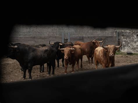 Feria De Dax 2023 Les Toros De La Quinta Et De Pedraza De Yeltes Sont