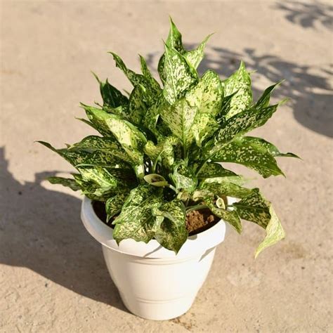 Aglaonema Spring Snow In 10 Inch Live Nursery Plant Classy White