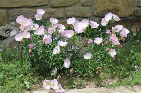 Pink Evening Primrose Powdermill Nature Reserve