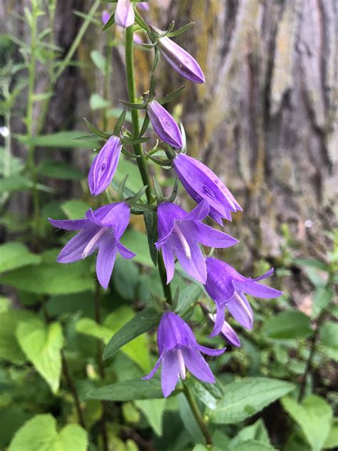 Wisconsin Wildflower Creeping Bellflower Campanula Rapunculoides