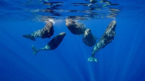 Sperm Whale vs Blue Whale: 5 Key Differences - Wiki Point