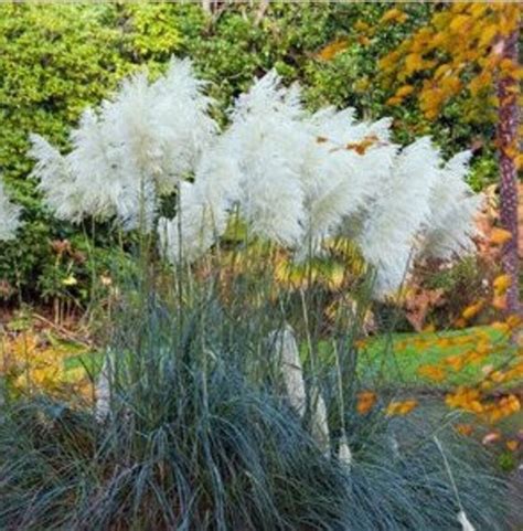 White Pampas Grass Seeds Fast Growing Ornamental Home Etsy Canada