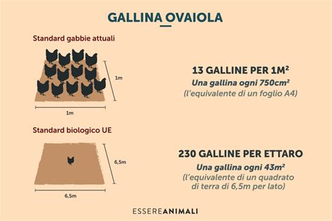 Allevamento biologico o estensivo è sostenibile